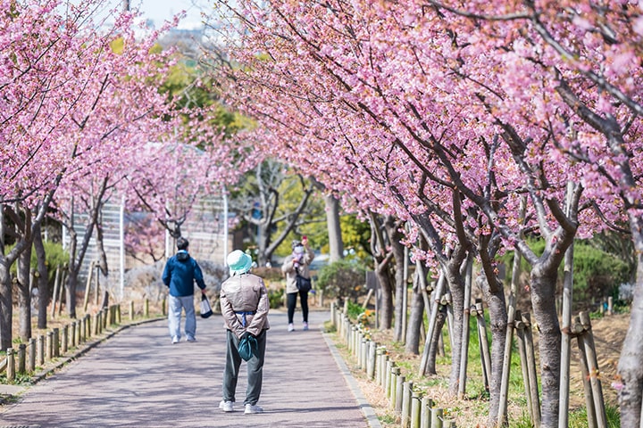 花見